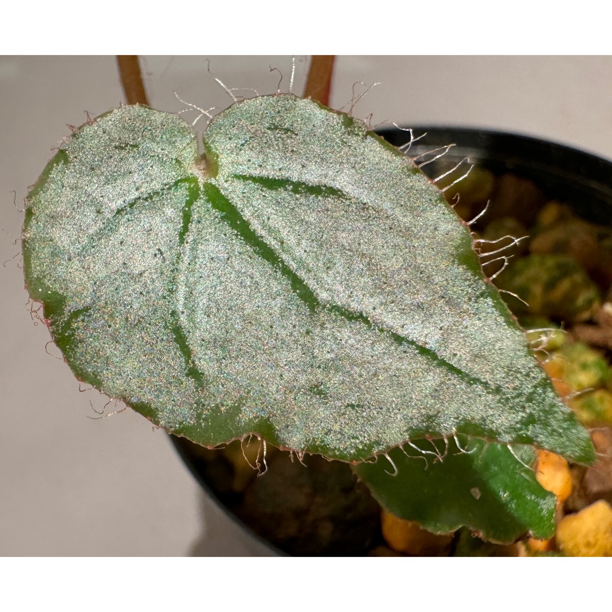 Begonia cf. ferox from Cao Bang [YH040519BK] TK