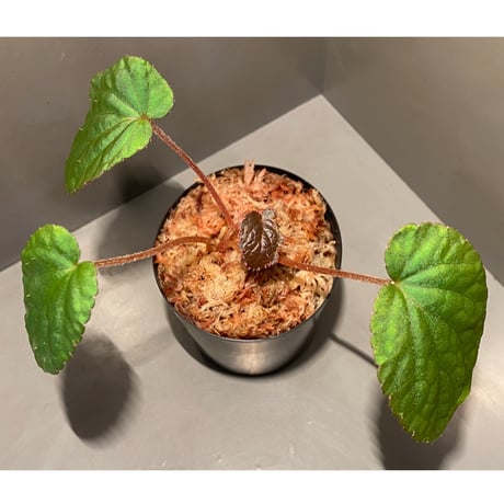 Begonia sp. from Bac Kan [YH1117] TK