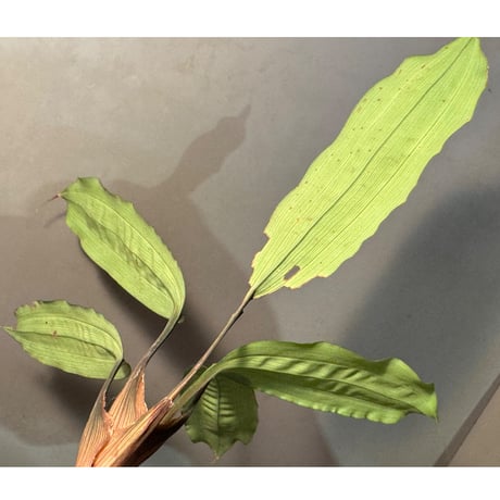 Mapania cuspidata from Bengkayang West Kalimantan