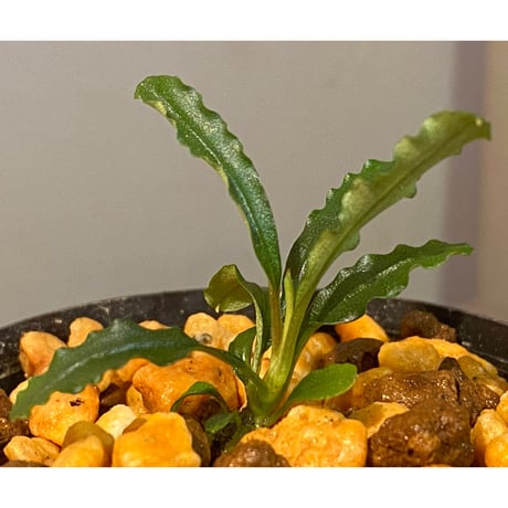 Bucephalandra sp. "MEDUSA" ②