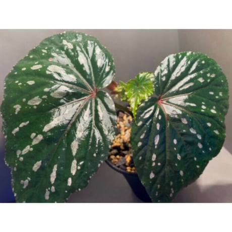 Begonia sp. from Keningau [TK190217]