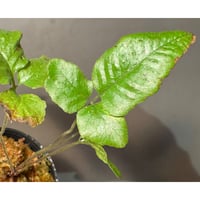 Bolbitis sp . from Tanintharyi (Tennasserim) North Malay Peninsula