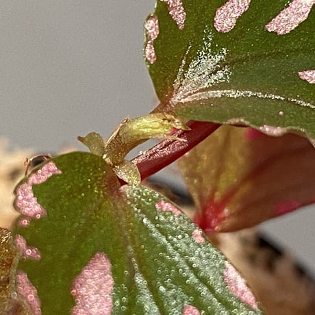 Begonia sp. ぼっち株 from Julau [R1214-01b]