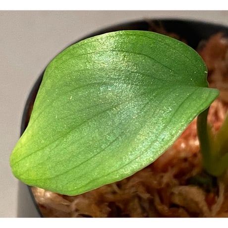 Homalomena sp. Aceh Silver from Aceh sumatera [LA0613-00]