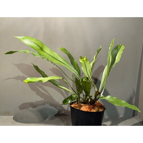 (大株) Lomariopsis sp. from Trat Thailand