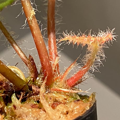 Begonia kingiana from Jerantut [TK170717]