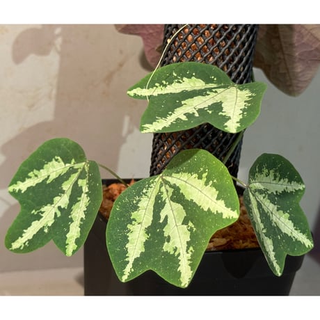 Passiflora trifasciata