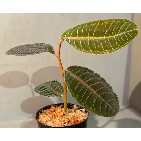 Labisia sp. from Riau Sumatera
