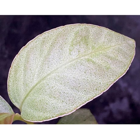 Ardisia sp. from Matang [TK160716]