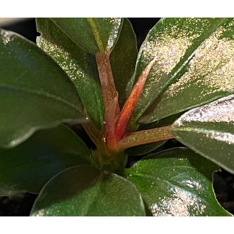 Bucephalandra sp. "Nanga Mahap" Kab. Sekadau [TB]