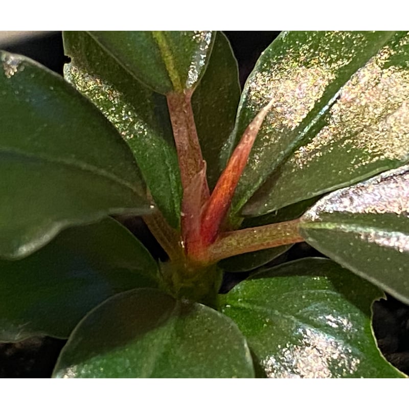 Bucephalandra sp. Bucephalandra sp.