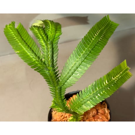 Selaginella sp. from Landak West Kalimantan
