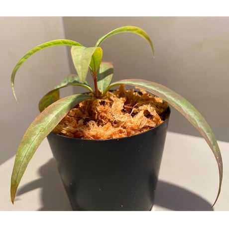 Labisia sp. from "Lebong" Bengkulu [TB]