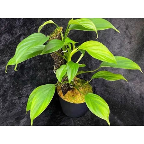 Philodendron sp. from Iquitos Peru [tanakay]
