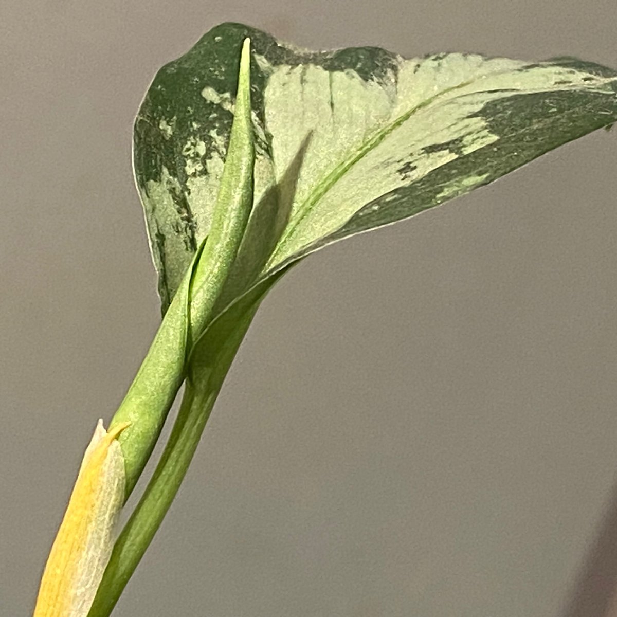 Aglaonema pictum