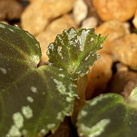 Begonia sp. from North Toraja [S0919-06] 伊藤蟻植物農園
