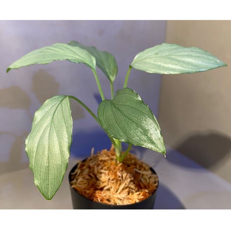 Homalomena sp. "緑銀" from West Java [KZT]