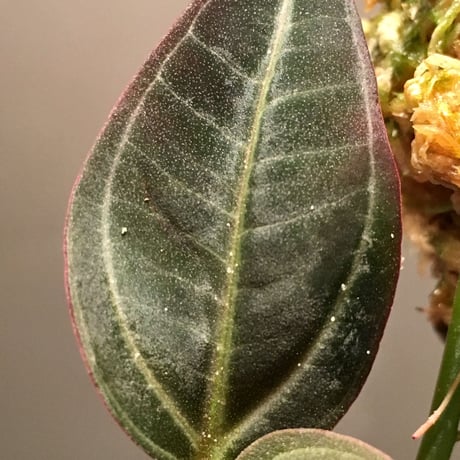Pachycentria sp. from Selangor
