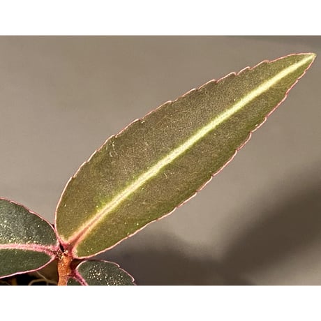Labisia pumila from Nanga Assam