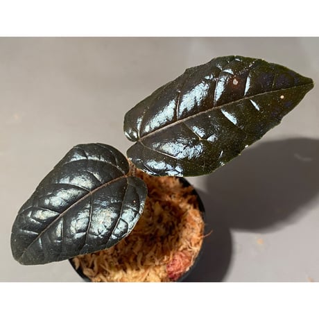Pterisanthes sp. from Sidikalang [R0817-01c]
