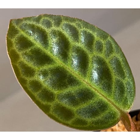 Ardisia sp. "Turtle Back" from Borneo