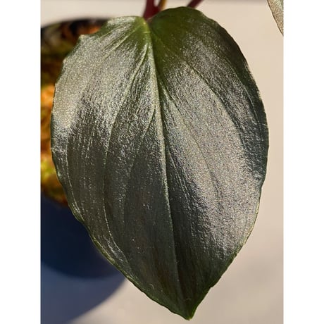 Homalomena sp. "Deep Purple" JKT from Pulau Nias [AZ0215-1]