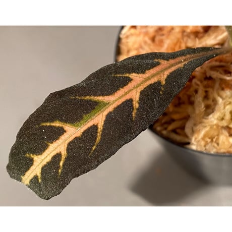 Aphelandra maculata [LA1017-02]