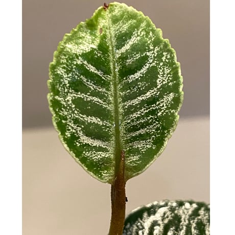 Labisia sp. " Silver  Net" BNN from  Sibolga timur [AZ1016-2]