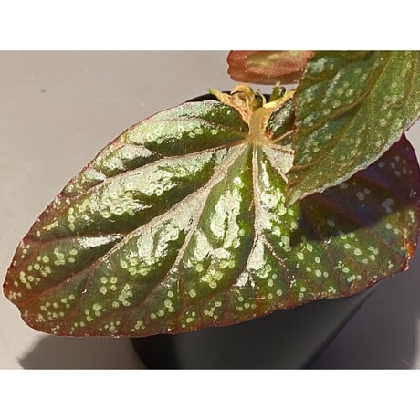 Begonia variabilis from Khao Luan Thailand [TK]