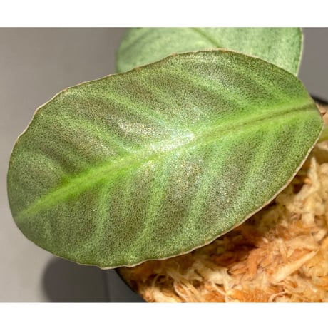 Ardisia sp. from Matang [TK160716]