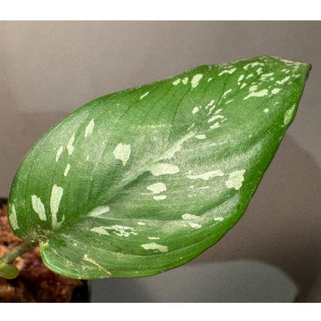 Schismatoglottis sp. from Provinsi Papua