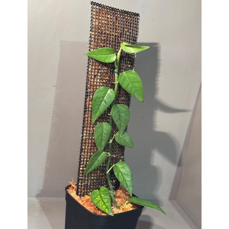 Philodendron sp. from Venezuela [tanakay]