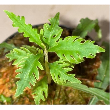 Labisia sp. "Serawai" Kalimantan barat [TB]