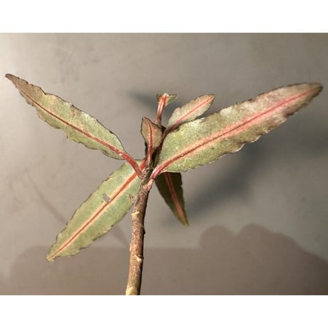 Labisia sp. from Vietnam