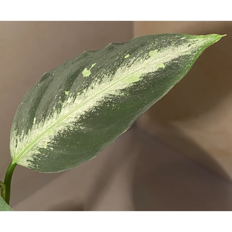 Aglaonema pictum "Hair Line" from Tigalingga [HW0219-01g] ①