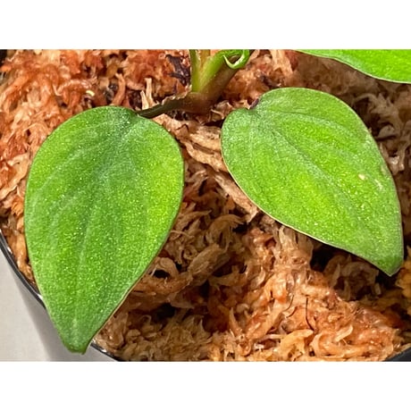 Homalomena sp. from Ranau [TK210217]
