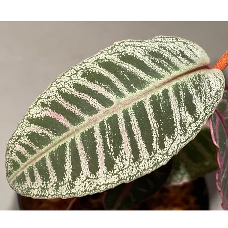 Labisia sp. from Riau