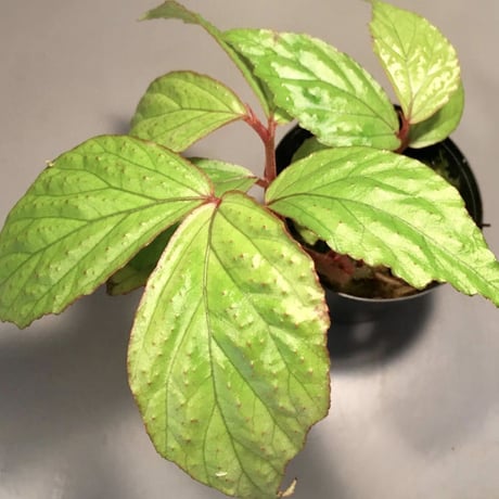 Begonia sp. from Sumatera Utara
