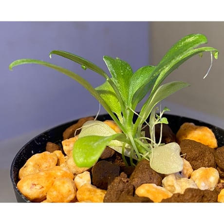 Schismatoglottis sp. "初霜錦" from Murung raya [LA0515-05]