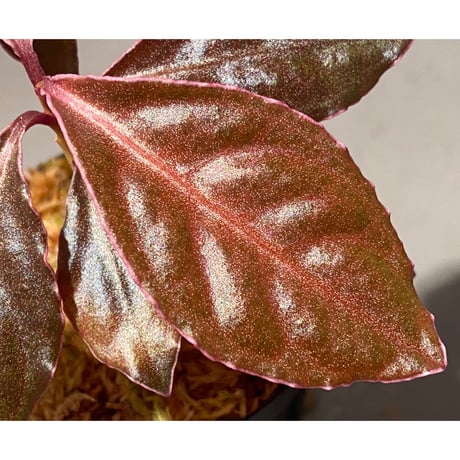 Ardisia sp. "Pink edge" from Pulau Lingga