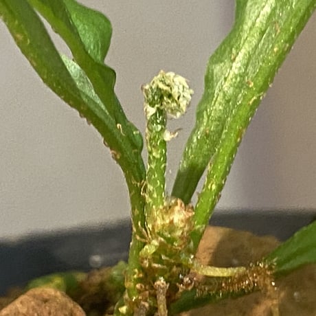 Microsorium sp. from Krabi Southern Thailand