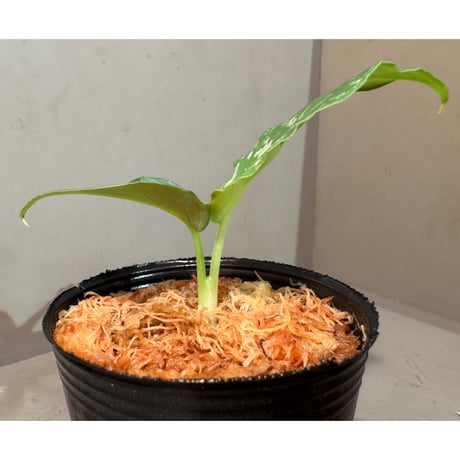 Schismatoglottis Rongisupata from West Kalimantan [KN]