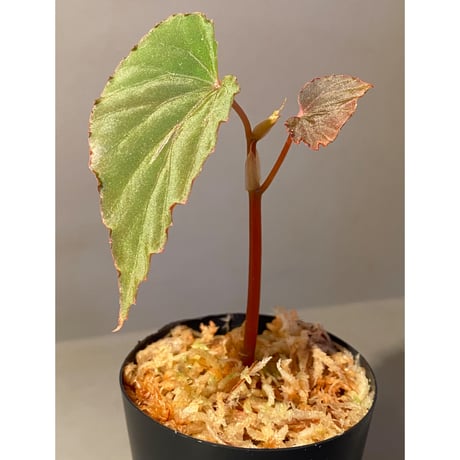 Begonia sp. from Lampung sumatera [LA1118-01]
