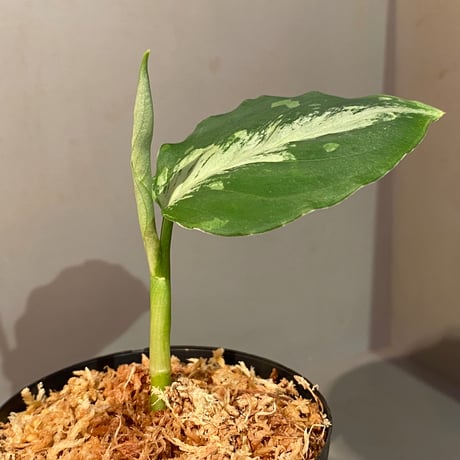 Aglaonema pictum GW1908-9 アレグロ "Padang sidempuan" [TB]