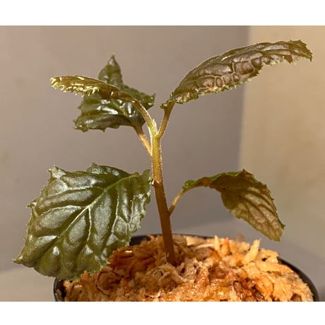 Ardisia sp. from Bengkulu [LA0315-1]