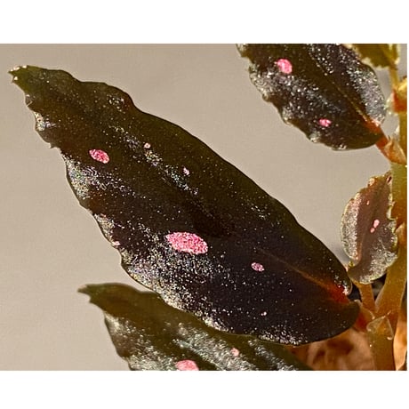 Begonia sp. from Julau [R1214-01b]