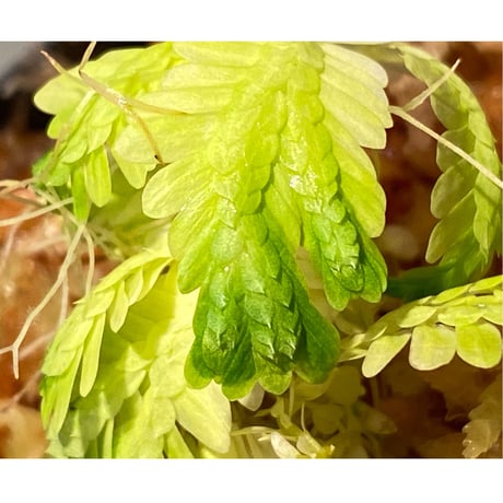 Selaginella sp. バリエガータ from "Nanga pinoh" [TB]