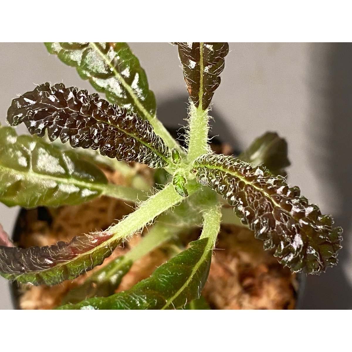 Nautilocalyx pemphidius | M・R・G・R