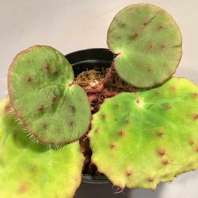 ひでぼの Begonia nahangensis ベゴニア　中サイズ4 ひでぼの Begonia nahangensis ベゴニア 中サイズ4 Begonia