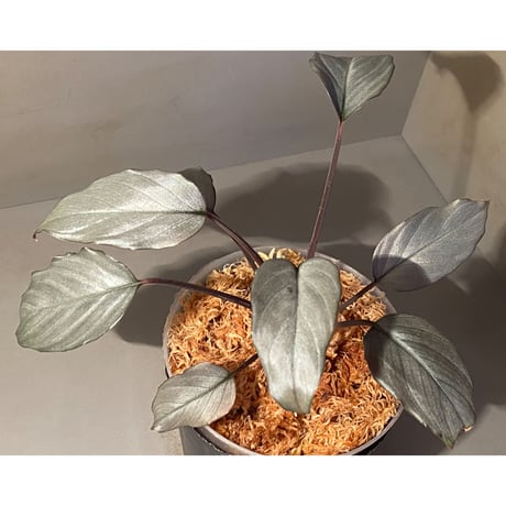 (大株) Homalomena sp. "Sapphire Velvet" from Kepulauan Riau [KN]